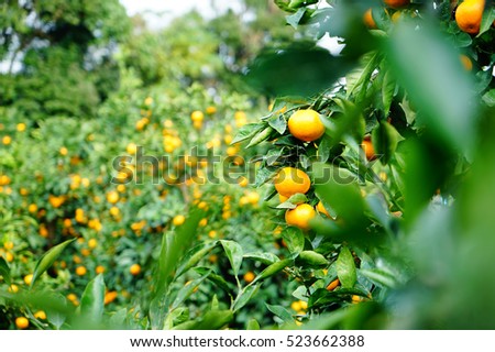 Tangerine orange farm in Jeju island, South Korea Royalty-Free Stock Photo #523662388
