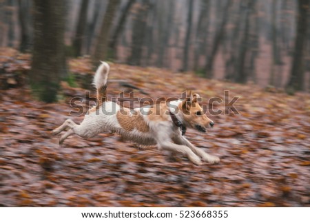 motion blur picture of a fox terrier running in the forest