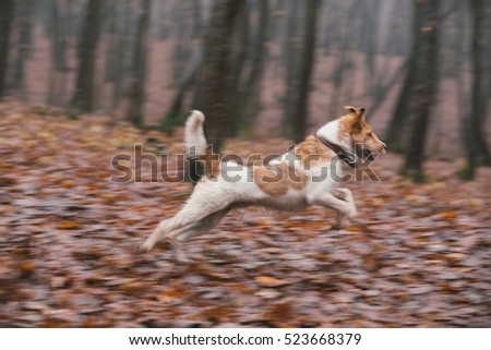 motion blur picture of a fox terrier running in the forest