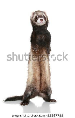 Ferret (Mustela putorius furo) on white background Royalty-Free Stock Photo #52367755