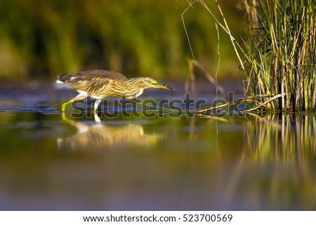 Hunting Heron. Yellow green nature habitat background. Bird Species: Squacco Heron. Ardeola ralloides.