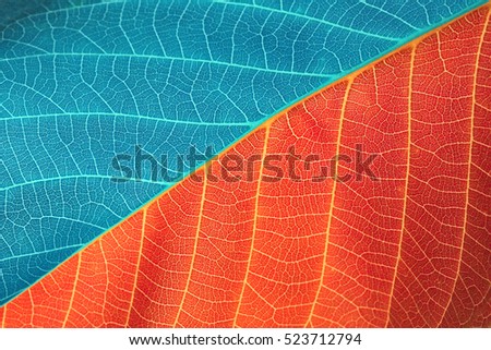 red and blue leaf background