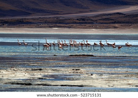 the beautiful laguna verde in the national park eduardo avaroa in bolivia with a swarm of pink flamingos