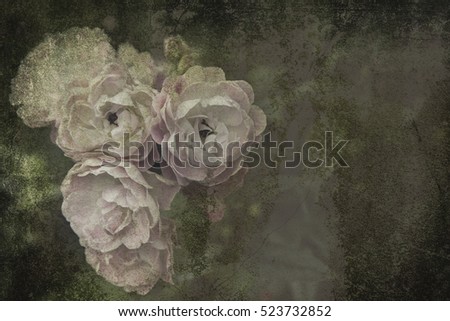Rose picture look old and Rose Vintage Flowers