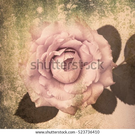 Rose picture look old and Rose Vintage Flowers