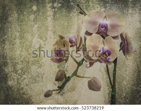 orchid on black design picture old and Vintage Flowers