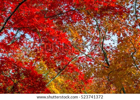 Red maple in Japan.