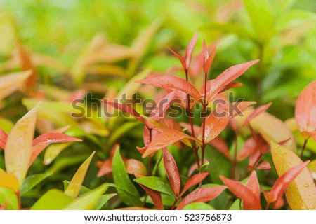 Bush With Red And Green Leaves Close Up
