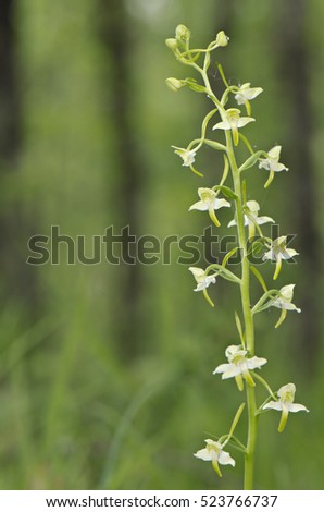 Greater butterfly-orchid (Platanthera chlorantha) portrait, white flowers, nice green soft background with trees, sciaphilous plant. Maremma. Tuscany. Italy.