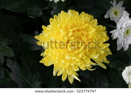 flower Chrysanthemum beautiful yellow close-up