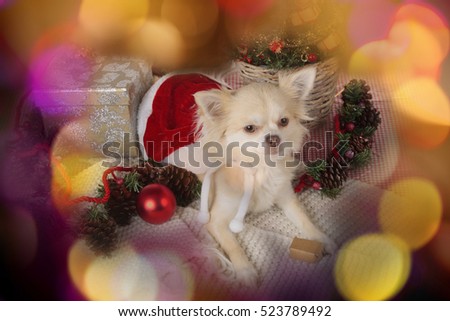 Cute chihuahua dog on christmas with color background