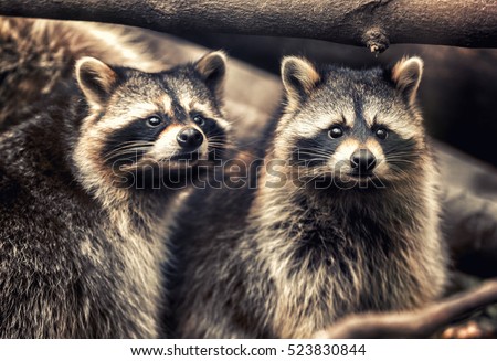 Cute funny raccoons in zoological garden