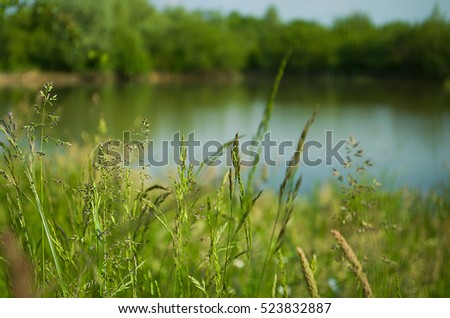 The background of green grass growing in a field outdoors in summer