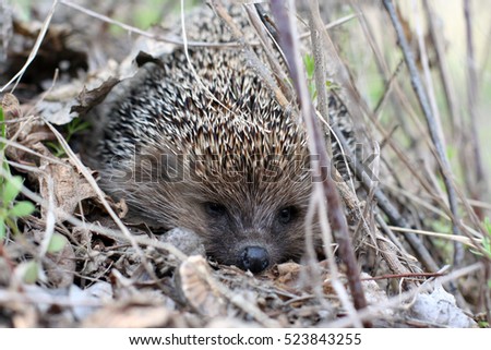Hedgehog in the grass and leaves.