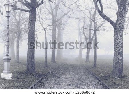 Pathway in the foggy autumn park