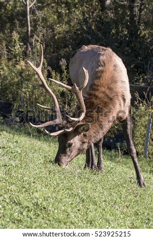 Bull elk - photographed in Elk County, Elk State Forest, Benezette, Pennsylvania