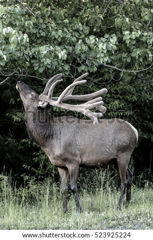 Bull elk - photographed in Elk County, Elk State Forest, Benezette, Pennsylvania