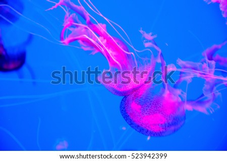 Brightly pink jellyfish with long feelers, swims in clear transparent water