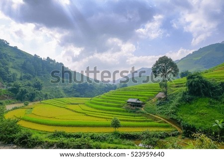 a front selective focus picture of organic terraced rice field in the morning sunshine