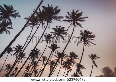 coconut palms and blue cloudy sky.natural  summer background. vintage toned picture with instagram filter
