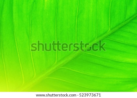Green Leaf texture background,Leaf texture with lighting effect background.