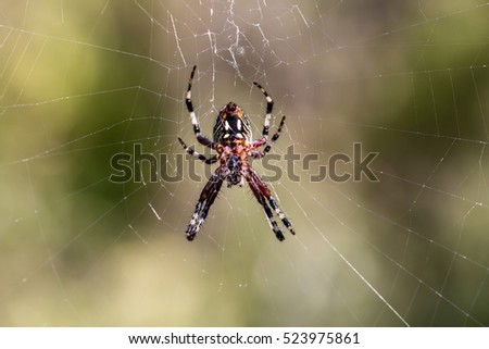 The marbled orb-weaver, is a species of spider belonging to the family Araneidae. It has a wide distribution it is found throughout all of Canada to Mexico. It is one of the most colorful spiders.
