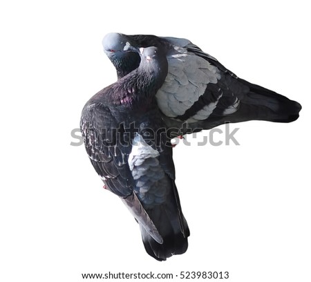 Couple of kissing pigeons. Isolated image on white background.