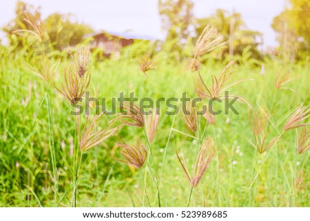 Sun shining to grass flowers with the green background