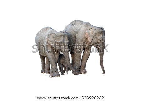 Asian Elephants isolated on white background