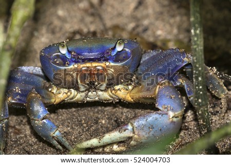  Blue Land Crab on the sand beach of  Cahuita national park, Costa Rica