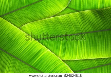 The leaves of the banana tree Textured abstract background Royalty-Free Stock Photo #524024818