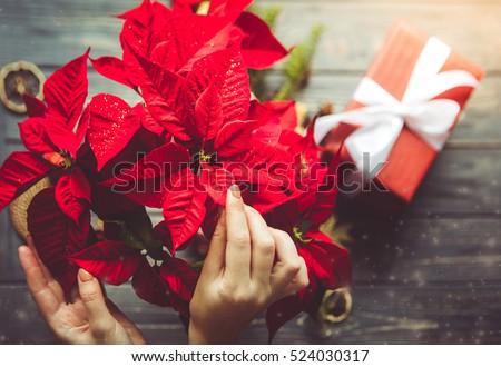 Preparation for Christmas. Woman holding poinsettia flowers. Festive dreamlike mood  Royalty-Free Stock Photo #524030317