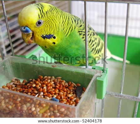 A green parrot pecks grains Royalty-Free Stock Photo #52404178
