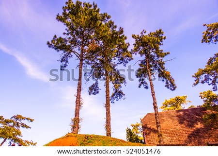 Pine trees with blue sky at Huai Nam Dang national park, Thailand.