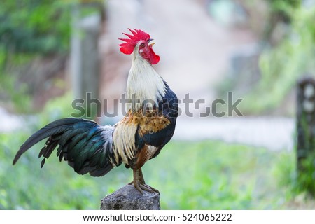 Rooster crows Royalty-Free Stock Photo #524065222
