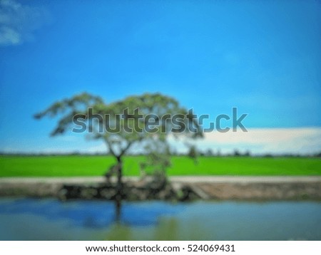 Abstract blur tree near paddy field for background