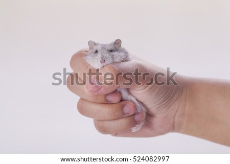 Hamster in hand young on white background.