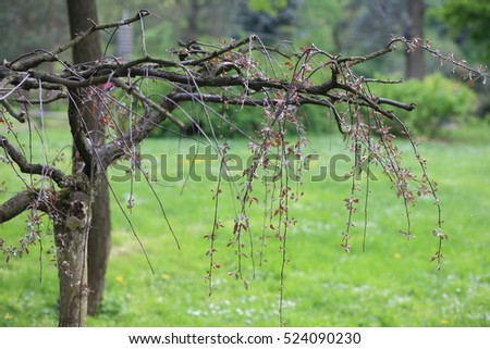 tree at spring day
