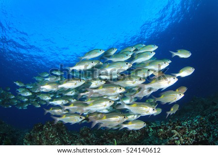 Fish school on underwater coral reef in ocean