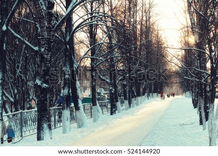 Alley trees walkway in winter