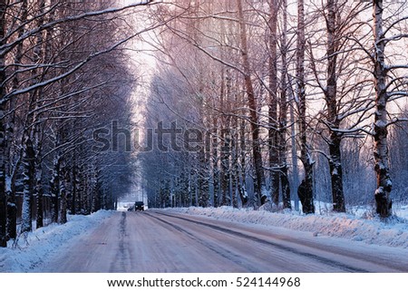 street trees winter empty