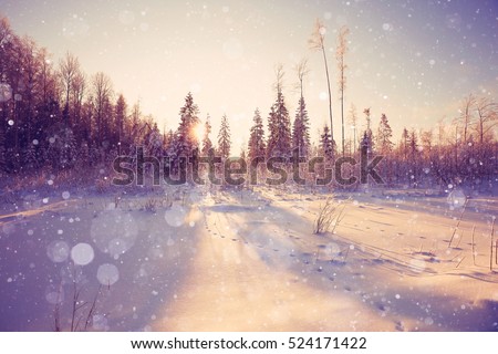 nature landscape winter forest frosted