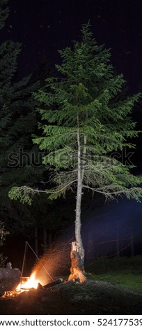 Bonfire at night with flying sparks near lonely pine tree