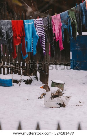 Rural environment with clothes put to dry and goose in winter
