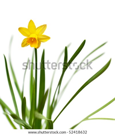 Yellow narcissus on spring glade isolated on white background
