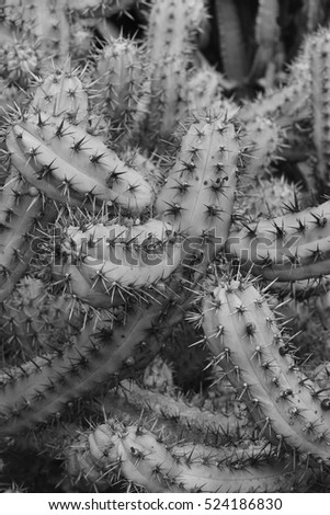 Black & White Cactus Photography