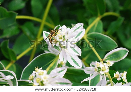Wasp on a white flower poisonous milkweed