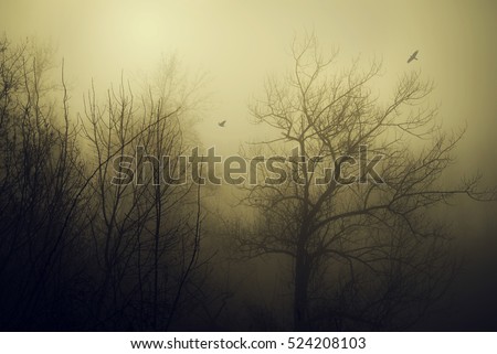 Mystic fantasy wild forest a foggy day