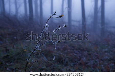 Frozen plant in a mystical forest on a winters day