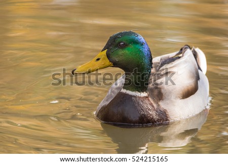 duck, wild life